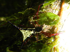 Micrathena schreibersi