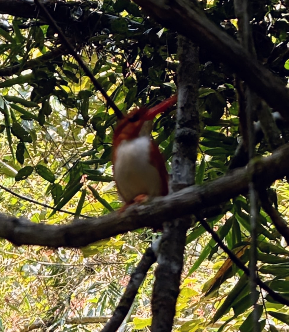 Madagascar Pygmy Kingfisher (Corythornis madagascariensis), photo 10