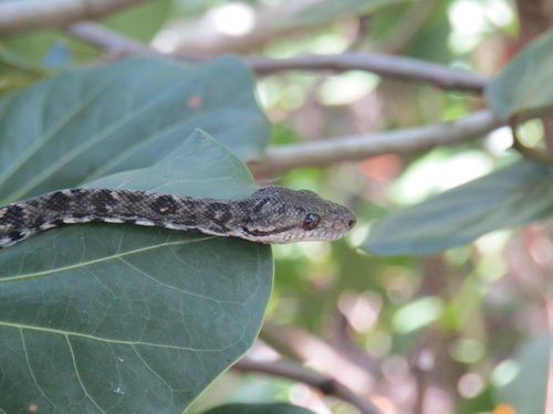 Grenada Bank Boa