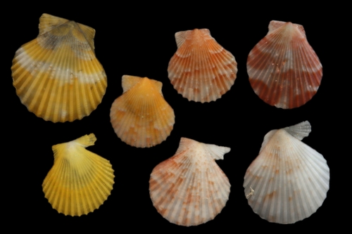 Queen scallop