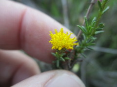 Marasmodes