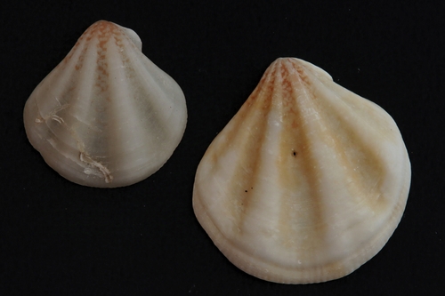 Pseudamussium clavatum, 2024-10-28