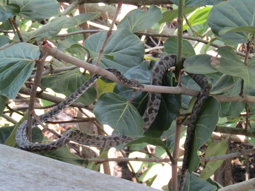 Grenada Bank Boa