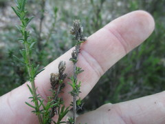Marasmodes