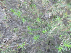 Marasmodes