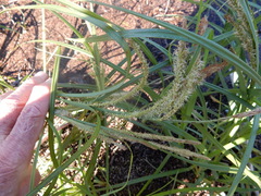 Carex emoryi