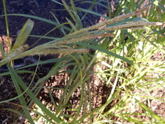 Carex emoryi