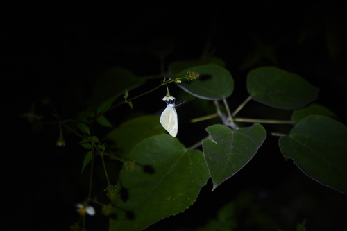 Indian Cabbage White