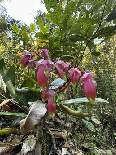 Kalanchoe porphyrocalyx