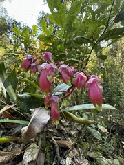Kalanchoe porphyrocalyx