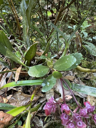 Kalanchoe porphyrocalyx, photograph 2