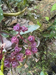 (c) chrisdt, some rights reserved (CC BY) Kalanchoe porphyrocalyx, photograph (c) chrisdt, some rights reserved (CC BY)