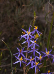 Calectasia intermedia