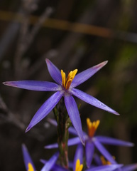 Calectasia intermedia