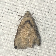 Olethreutes exoletum