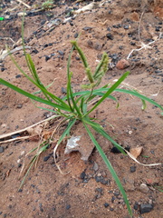 Cyperus sphaerospermus