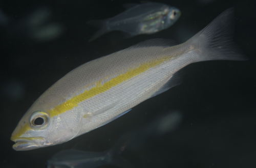 Broadband seaperch (Lutjanus vitta) — Lutjanidae — 4