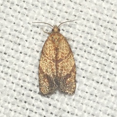 Argyrotaenia juglandana