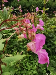 Impatiens glandulifera