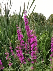 Lythrum salicaria