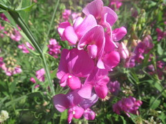 Lathyrus latifolius