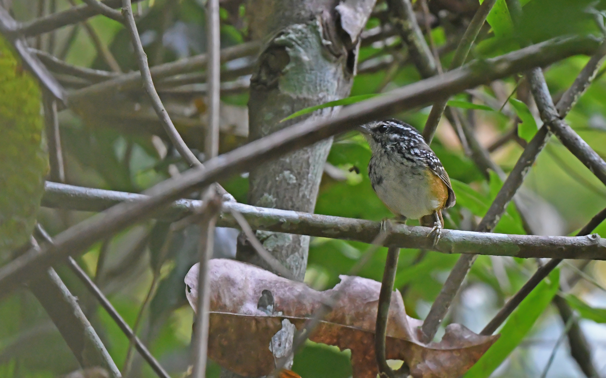 Spix's Warbling Antbird (Hypocnemis striata), photo 1