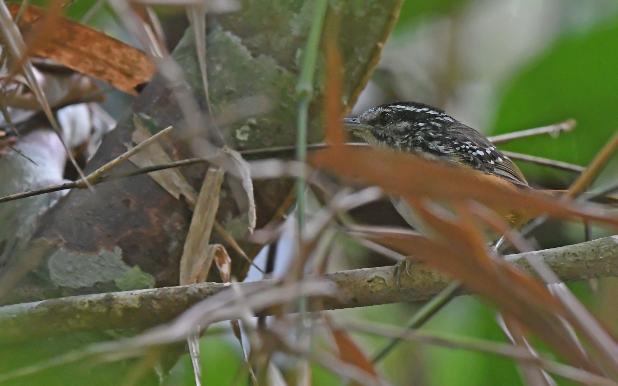 Spix's Warbling Antbird (Hypocnemis striata), photo 2