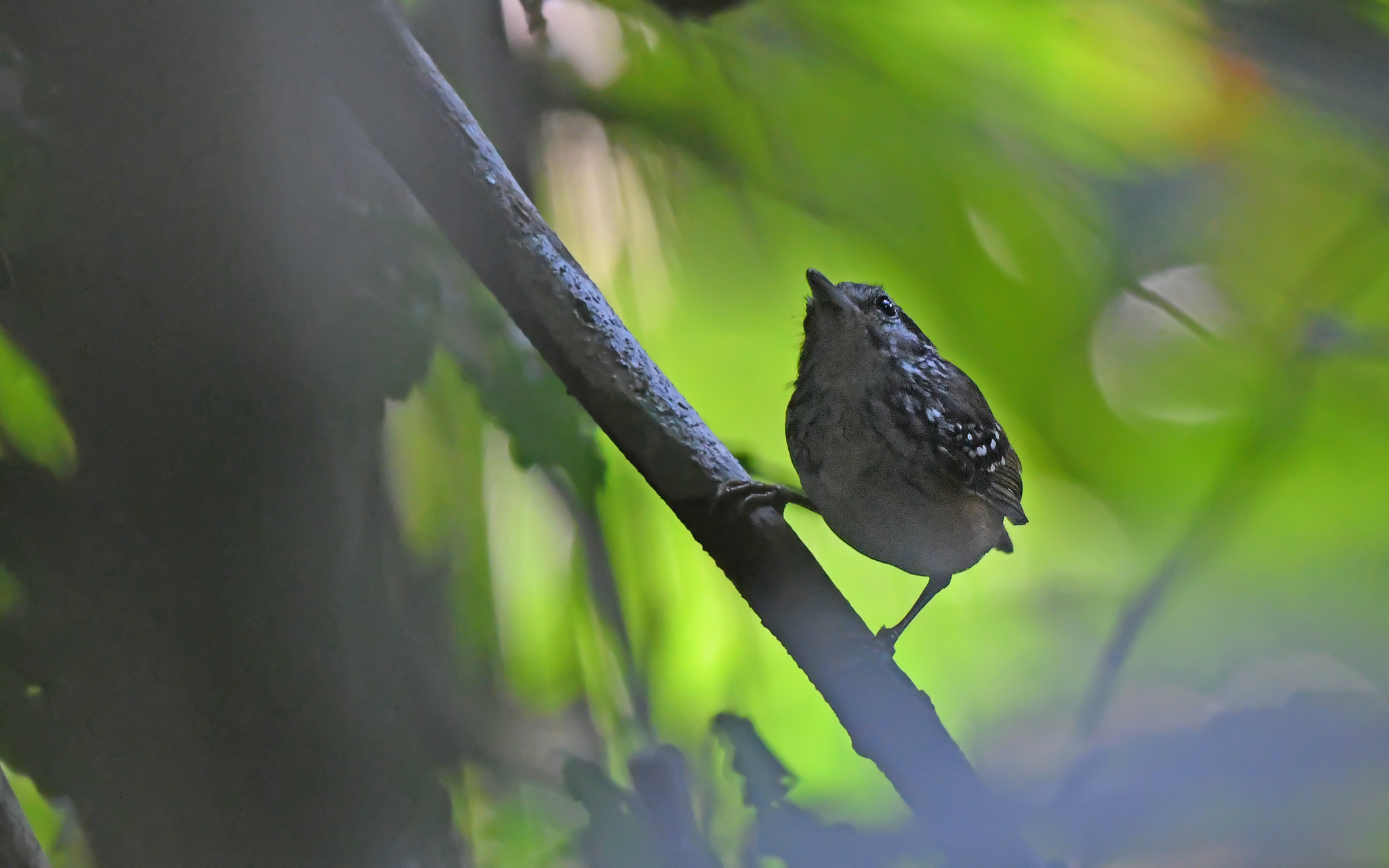 Spix's Warbling Antbird (Hypocnemis striata), photo 3