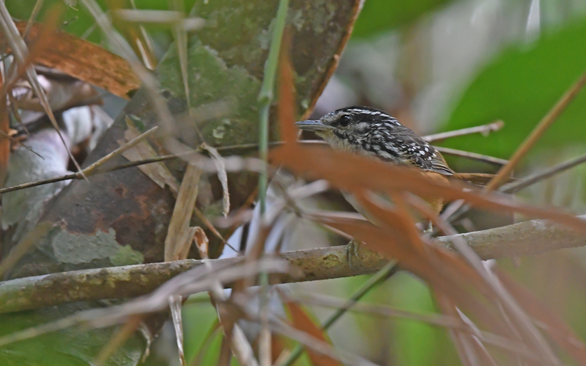 Spix's Warbling Antbird (Hypocnemis striata), photo 4
