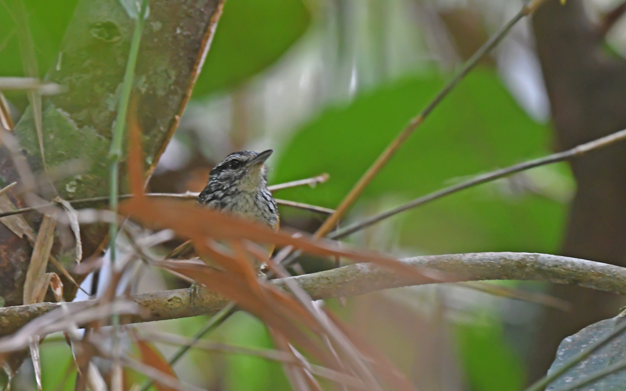 Spix's Warbling Antbird (Hypocnemis striata), photo 5
