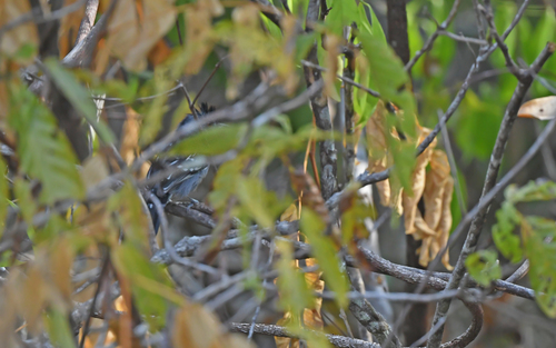 Natterer's Slaty Antshrike (Thamnophilus stictocephalus)