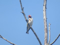 Carduelis carduelis