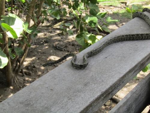Grenada Bank Boa