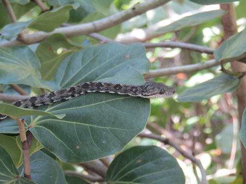 Grenada Bank Boa
