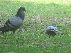 Columba livia domestica