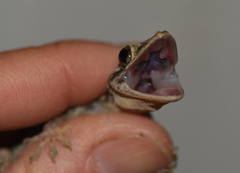 Hemidactylus platycephalus