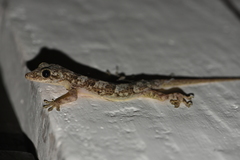 Hemidactylus platycephalus
