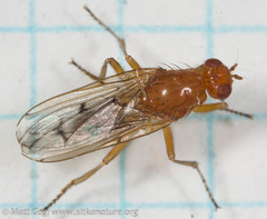 Dryomyzidae