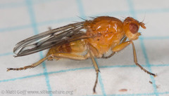 Dryomyzidae