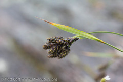 Carex gmelinii