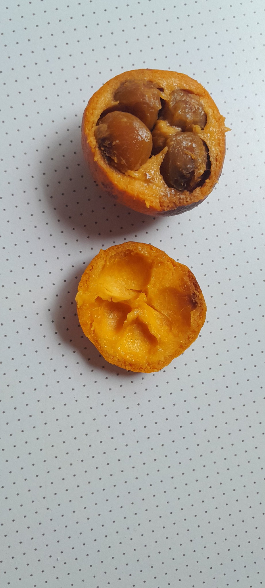 Imagem de Coroa-de-frade
