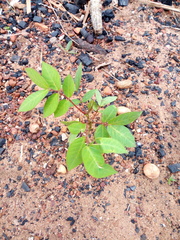 Senna occidentalis image