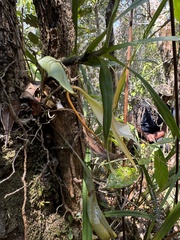 Angraecum viguieri, photograph (c) chrisdt, some rights reserved (CC BY)