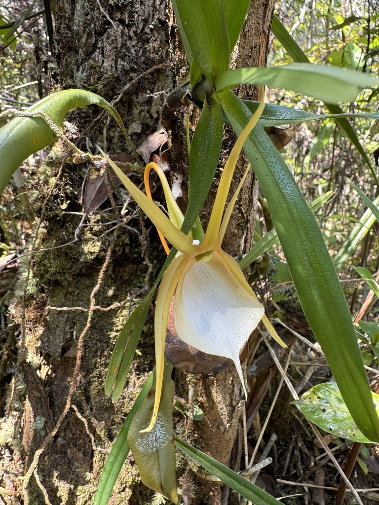 Angraecum viguieri
