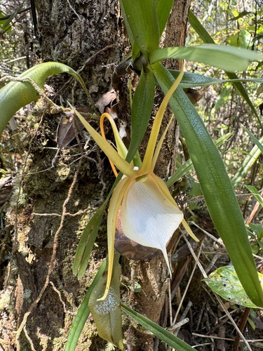 Viguier's Angraecum
