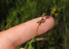 Carex interior