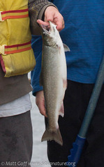 Salvelinus malma