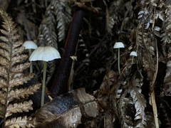 Mycena subviscosa