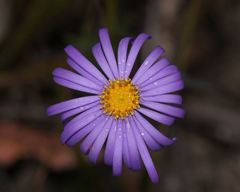 Brachyscome ciliaris