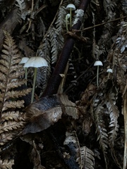 Mycena subviscosa